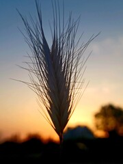 ear of wheat and sunset