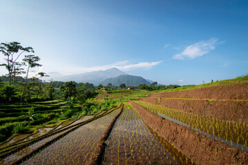 Obraz premium View of terraced rice fields in the morning