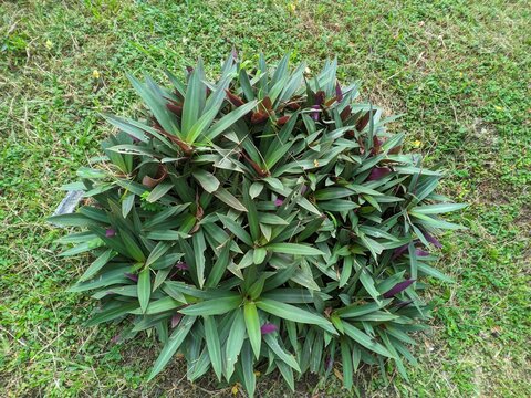 The Adam Eve plant has the Latin name Tradescantia spathacea 1