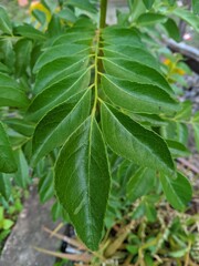 Salam koja or Murraya koenigii syn. Chalcas koenigi 1