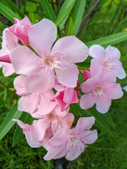 Butter Flower (Nerium oleander) or Japanese flower 3