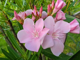 Butter Flower (Nerium oleander) or Japanese flower 2