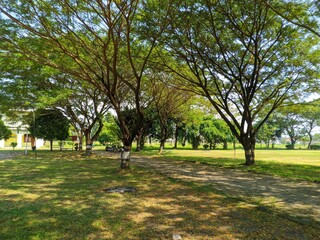 trees in the park