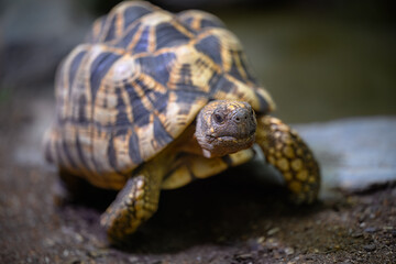 Burmese Star Tortoise (Geochelone platynota)