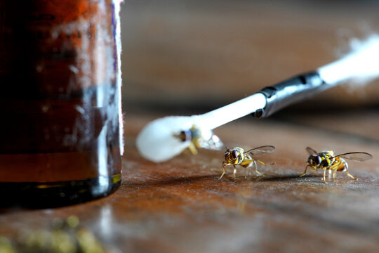 fruit flies and Chemicals that lure insects
