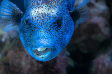 Portrait of a Map Puffer (Arothron mappa) Fish