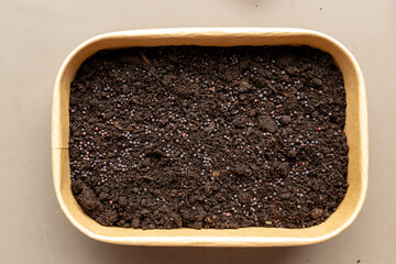 microgreen, broccoli seeds planted in the ground, above view. sustainable healthy eating, kit for...
