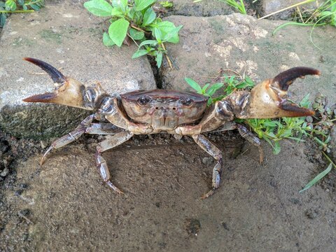 Yuyu or Ketam (Parathelphusa convexa) 3