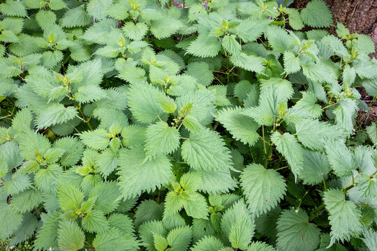 Fresh spring growth of stinging nettles on a forest floor, caution, don’t touch, causes itching and rashes, spring nature background
