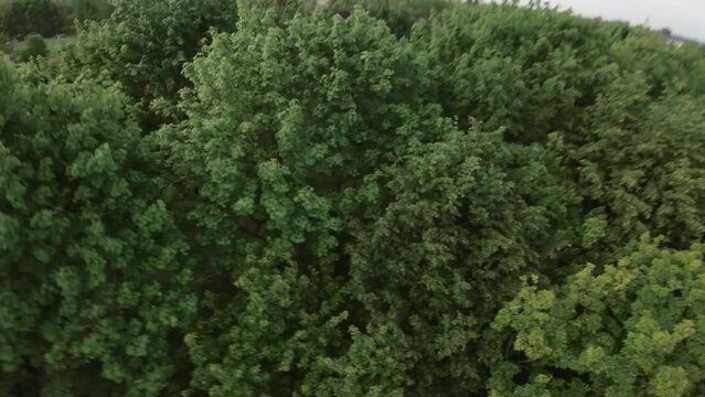A young woman in a pink shirt and black leggings rollerblades through a park on a paved path. She is surrounded by trees and grass. The video is taken from the perspective of a camera mounted on her