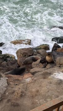 Curious seals sit on steep cliffs against foamy waves