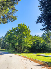 A meadow in the park
