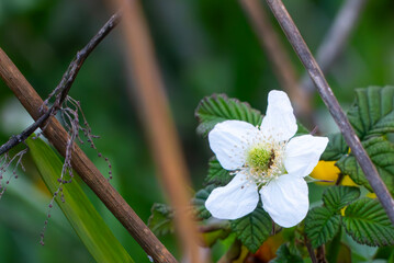 野原に咲くクサイチゴの花