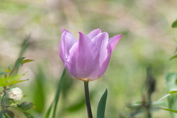 春の公園に咲く美しいピンクのチューリップ