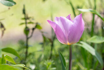 春の公園に咲く美しいピンクのチューリップ