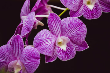 Orchid On Black