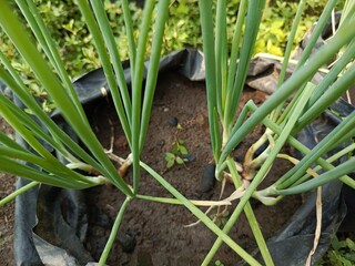 Obraz premium shallot plants grown in polybags organically