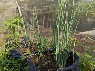 shallot plants grown in polybags organically