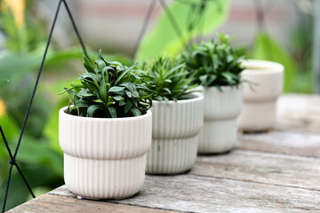Amidst the absence of sunlight, a small white ceramic planter adorned with lush greenery graces an...