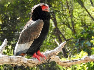 bird, animal, 