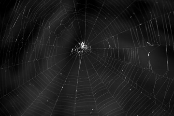 Spider web in the garden.