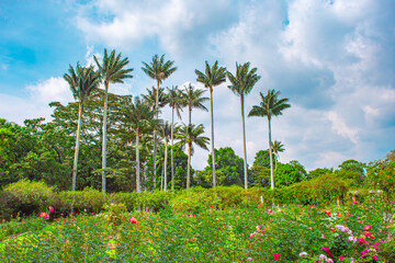 Tropical Oasis in Bogota - Lush Greenery and Exotic Palms