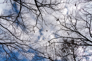 木々の合間から見上げる冬空
