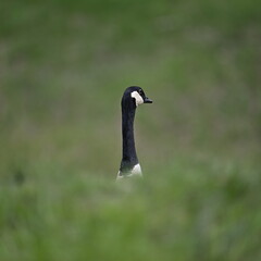 CANADA GOOSE