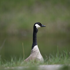 Canada Goose on the grass