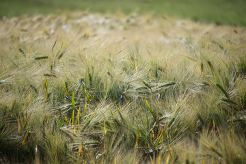 Lush barley field swaying gently in the breeze on a sunny day