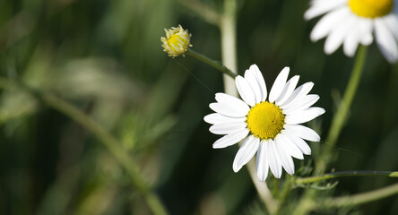 A close up of a white chamomile flower with a yellow center