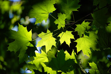 A close up of green leaves with the sun shining on them