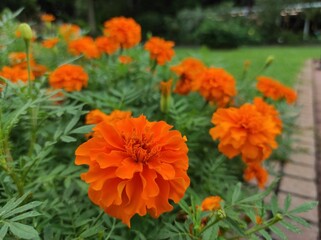 Fototapeta premium Mexican marigold, African marigold or Tagetes erecta blooming in the garden.