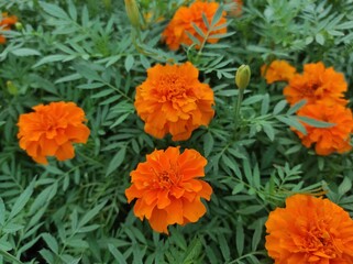 Mexican marigold, African marigold or Tagetes erecta blooming in the garden.