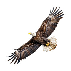 Obraz premium A large eagle is flying in the sky with its wings spread wide. The bird has a yellow beak and is soaring high above a white background. Concept of freedom and power