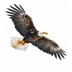 Obraz premium A large eagle is flying in the sky with its wings spread wide. The bird has a yellow beak and is soaring high above a white background. Concept of freedom and power