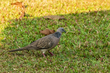 The Spotted Dove (Spilopelia chinensis) is a medium-sized dove characterized by its light brown plumage, black and white spotted collar, and pinkish underparts.