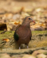 The Common Emerald Dove (Chalcophaps indica) is a small to medium-sized dove with striking emerald-green wings, a chestnut-brown body, and a pale grey head. It has a bright red bill and legs.