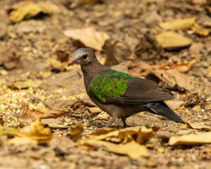 The Common Emerald Dove (Chalcophaps indica) is a small to medium-sized dove with striking emerald-green wings, a chestnut-brown body, and a pale grey head. It has a bright red bill and legs.
