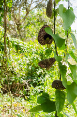 Duck Flower On Vine