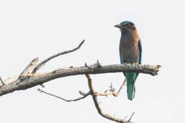 The Indochinese Roller (Coracias affinis) is a medium-sized bird with vibrant blue and turquoise plumage, a brownish head, and a sturdy black bill. Its wings are bright blue with dark blue tips.