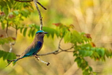 The Indochinese Roller (Coracias affinis) is a medium-sized bird with vibrant blue and turquoise...
