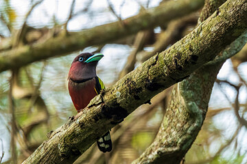 The Banded Broadbill (Eurylaimus javanicus) is a striking bird with a broad, flat bill, featuring bright yellow and black bands on its wings and tail, a purple crown, and a distinctive black mask.
