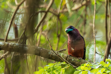 The Banded Broadbill (Eurylaimus javanicus) is a striking bird with a broad, flat bill, featuring bright yellow and black bands on its wings and tail, a purple crown, and a distinctive black mask.