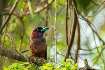 The Banded Broadbill (Eurylaimus javanicus) is a striking bird with a broad, flat bill, featuring bright yellow and black bands on its wings and tail, a purple crown, and a distinctive black mask.