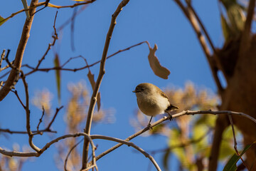The Chestnut-rumped Thornbill (Acanthiza uropygialis) is a small bird with thin pointed bill and brownish gray above, cream-colored below, with a vivid chestnut rump, often visible in flight.