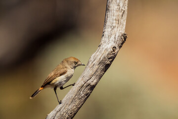 The Chestnut-rumped Thornbill (Acanthiza uropygialis) is a small bird with thin pointed bill and brownish gray above, cream-colored below, with a vivid chestnut rump, often visible in flight.