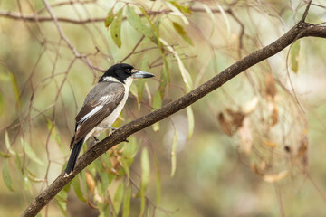 The Grey Butcherbird (Cracticus torquatus) is a medium-sized bird with grey upperparts, a white throat and underparts, and a distinctive black hood. It has a strong, hooked bill.