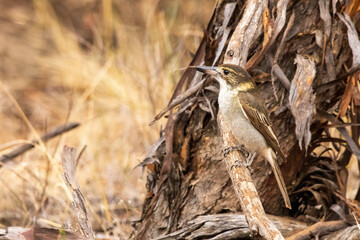 A juvenile Grey Butcherbird (Cracticus torquatus) with a olive-brown crown and face and a grey back and a thin buff buff collar. The bill is completely dark grey. 