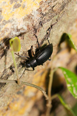 黒いニホンキマワリの成虫（自然光＆ストロボ・マクロレンズ接写）